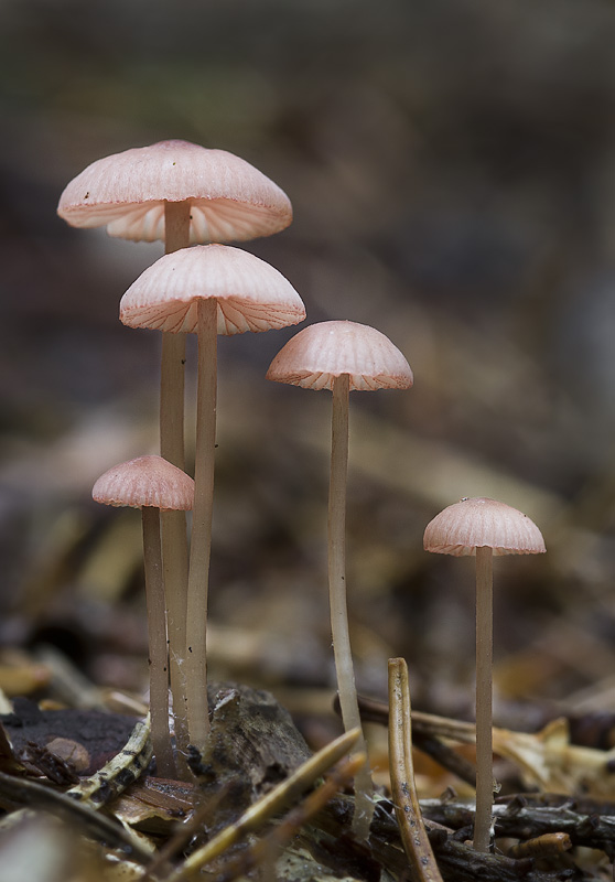 Mycena rosella